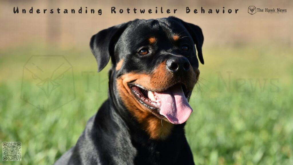 Understanding Rottweiler Behavior