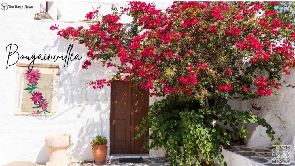 Bougainvillea