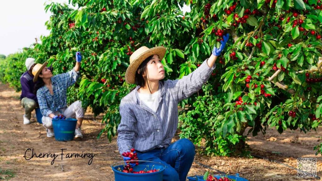 Cherry Farming