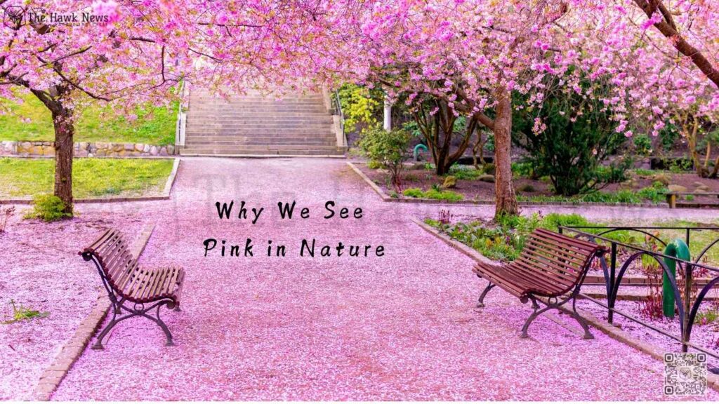 Why We See Pink in Nature