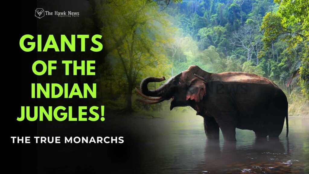 Giants of The Indian Jungles!