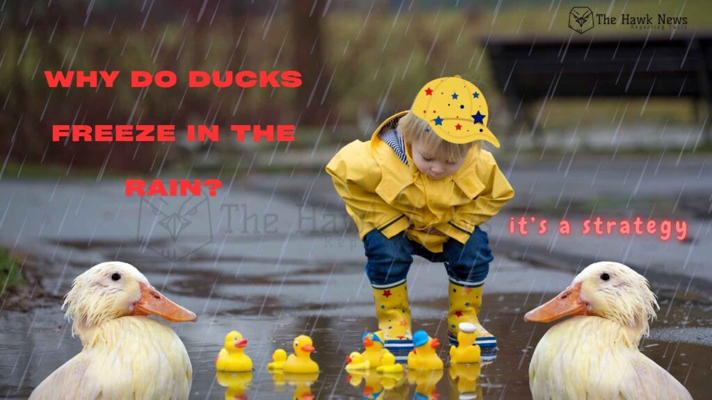 Why Ducks Freeze in the Rain