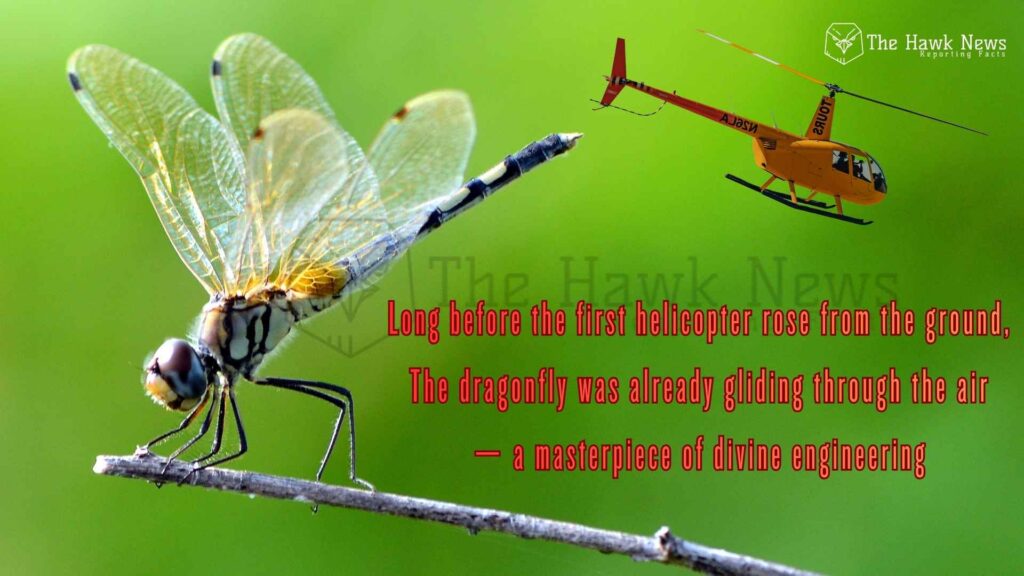 The Dragonfly Inspired the Helicopter