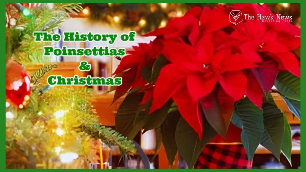 Poinsettias and Christmas