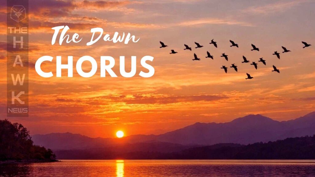 The Dawn Chorus